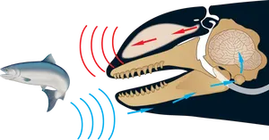 Orca Echolocation System Explained PNG Image