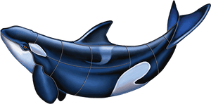 Porc Or53 Orca B Copy - Killer Whale, HD Png Download PNG