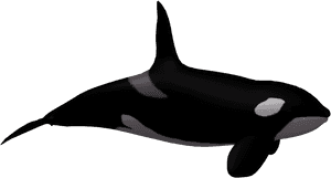 More Like Killer Whale 02 By Wolverine041269 - Sea World No Background, HD Png Download PNG image with transparent background