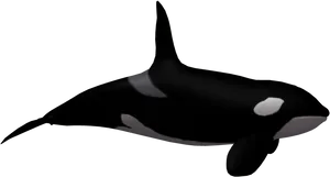 Orca Illustration Vector PNG Image