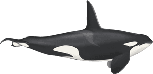 Transparent Orca Whale Png - Killer Whale, Png Download PNG image with transparent background