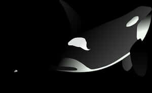Orca Silhouette Artwork PNG image with transparent background