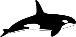 Orca - Killer Whale Icon, HD Png Download PNG image with transparent background