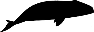 Whale Png Hd Images, Stickers, Vectors - Whale, Transparent Png PNG