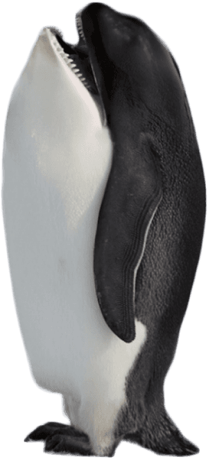 Hybrid Penguin Killer Whale Png Image - Best Animal Photoshop, Transparent Png PNG image with transparent background