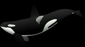 Orca Vector Art PNG image with transparent background