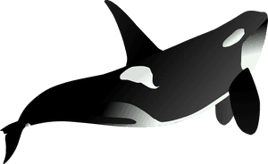 Animales Marinos Fondo Transparentes, HD Png Download PNG image with transparent background