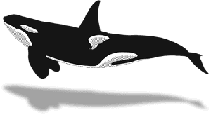 Whaletrips Homepage All About - Killer Whale, HD Png Download PNG image with transparent background
