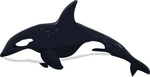 Fishbank Image Description - Orca Clipart, HD Png Download PNG image with transparent background
