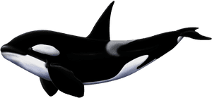 Killer Whale Png - Whale Png, Transparent Png PNG image with transparent background