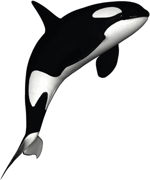 Orca Png Page, Transparent Png PNG image with transparent background