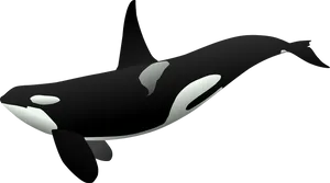 Orca Whale Vector Illustration PNG Image