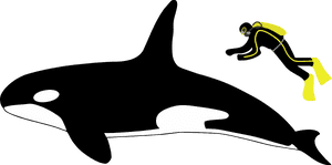 Transparent Killer Whale Png - Orca Human Size Comparison, Png Download PNG
