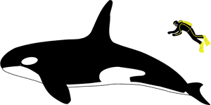 Orca Transparent Svg - Orca Vs Human Size, HD Png Download PNG image with transparent background