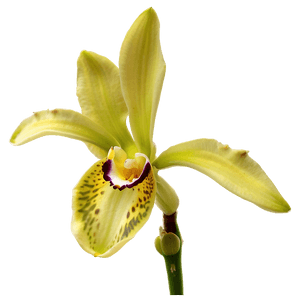 Orchid Bloom PNG 24 PNG image with transparent background