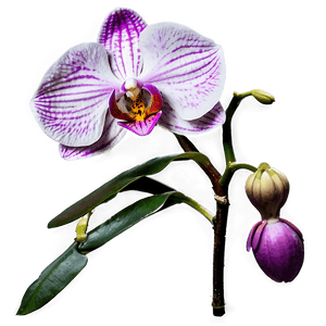 Orchid Bloom PNG qef PNG image with transparent background