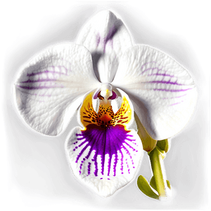 Orchid Bloom PNG wsi PNG image with transparent background