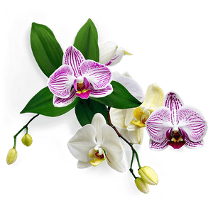 Orchid Bouquet PNG 05242024 PNG image with transparent background