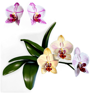Orchid Bouquet PNG 37 PNG image with transparent background