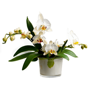 Orchid Bouquet PNG 99 PNG image with transparent background