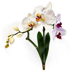 Orchid Flower PNG 05242024 PNG image with transparent background