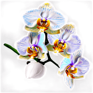 Orchid Flower PNG xut76 PNG image with transparent background