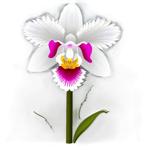 Orchid Flower Transparent PNG 05252024 PNG