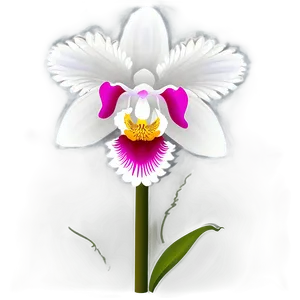 Orchid Flower Transparent Png 05252024 PNG Image