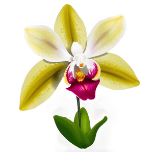 Orchid Flower Transparent PNG iwm PNG