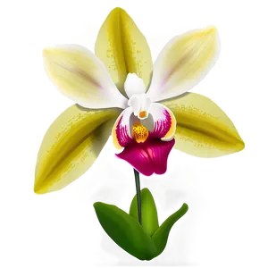 Orchid Flower Transparent Png Iwm PNG Image