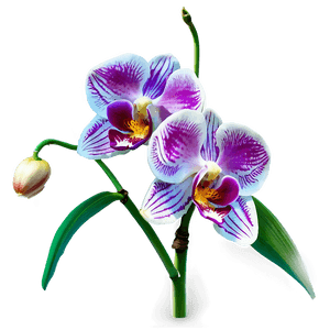 Orchid Flower Transparent PNG pbi83 PNG