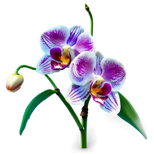 Orchid Flower Transparent Png Pbi83 PNG Image