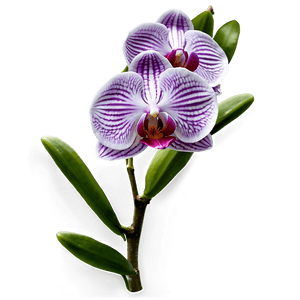 Orchid Flower Transparent PNG xeg PNG