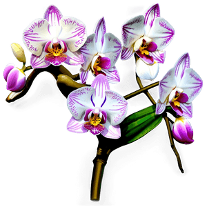 Orchid Illustration PNG 05242024 PNG image with transparent background