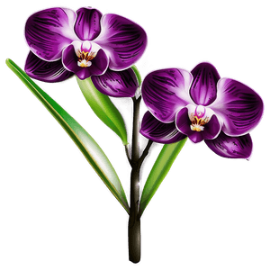 Orchid Illustration PNG 66 PNG image with transparent background