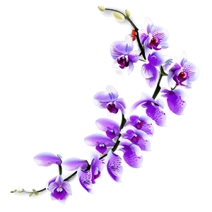 Orchid Illustration PNG ksx73 PNG