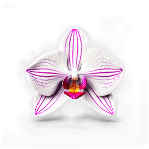 Orchid Illustration PNG mmo PNG image with transparent background