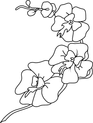 Orchid Clipart Black And White, HD Png Download PNG with transparent background