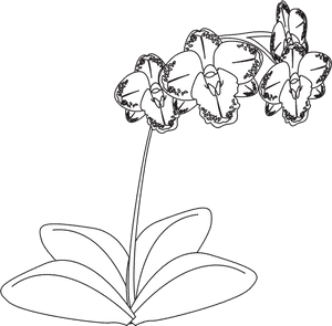 Orchid Black And White Png, Transparent Png PNG with transparent background