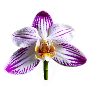 Orchid Petal PNG 05242024 PNG image with transparent background