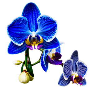 Orchid Petal PNG 99 PNG image with transparent background
