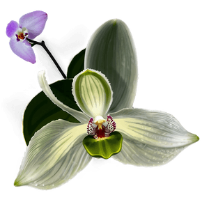 Orchid Petal PNG coh PNG image with transparent background