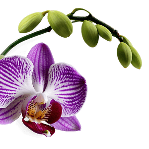 Orchid Petal PNG pby63 PNG image with transparent background