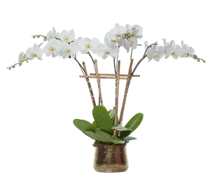 Orchid Plantin Decorative Planter PNG Image