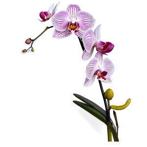 Orchid Stem Png Lqb92 PNG Image