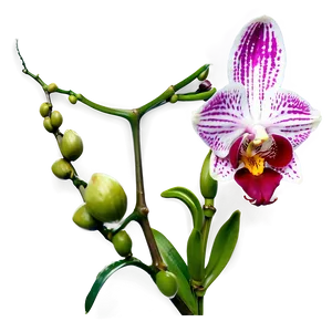 Orchid Stem Png Xmi82 PNG Image