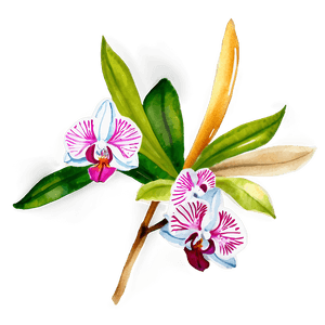 Orchid Watercolor PNG 05242024 PNG