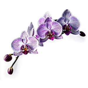 Orchid Watercolor PNG 05242024 PNG