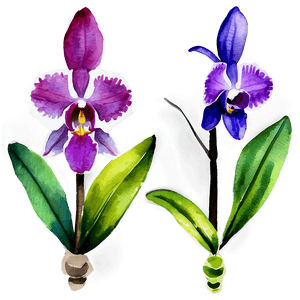 Orchid Watercolor PNG 87 PNG