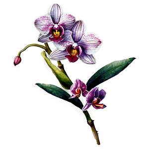 Orchid Watercolor PNG iwp85 PNG